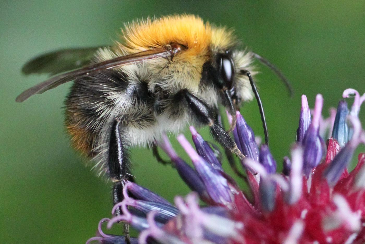 9_Kleingaerten_1_-Hummel-auf-Bluete-im-Garten