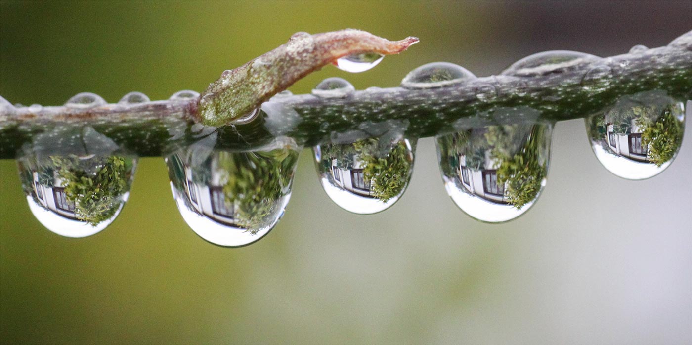 9_Kleingaerten_3_Spiegelbild_Gartenhaus-in-Regentropfen-am-Blumenzweig