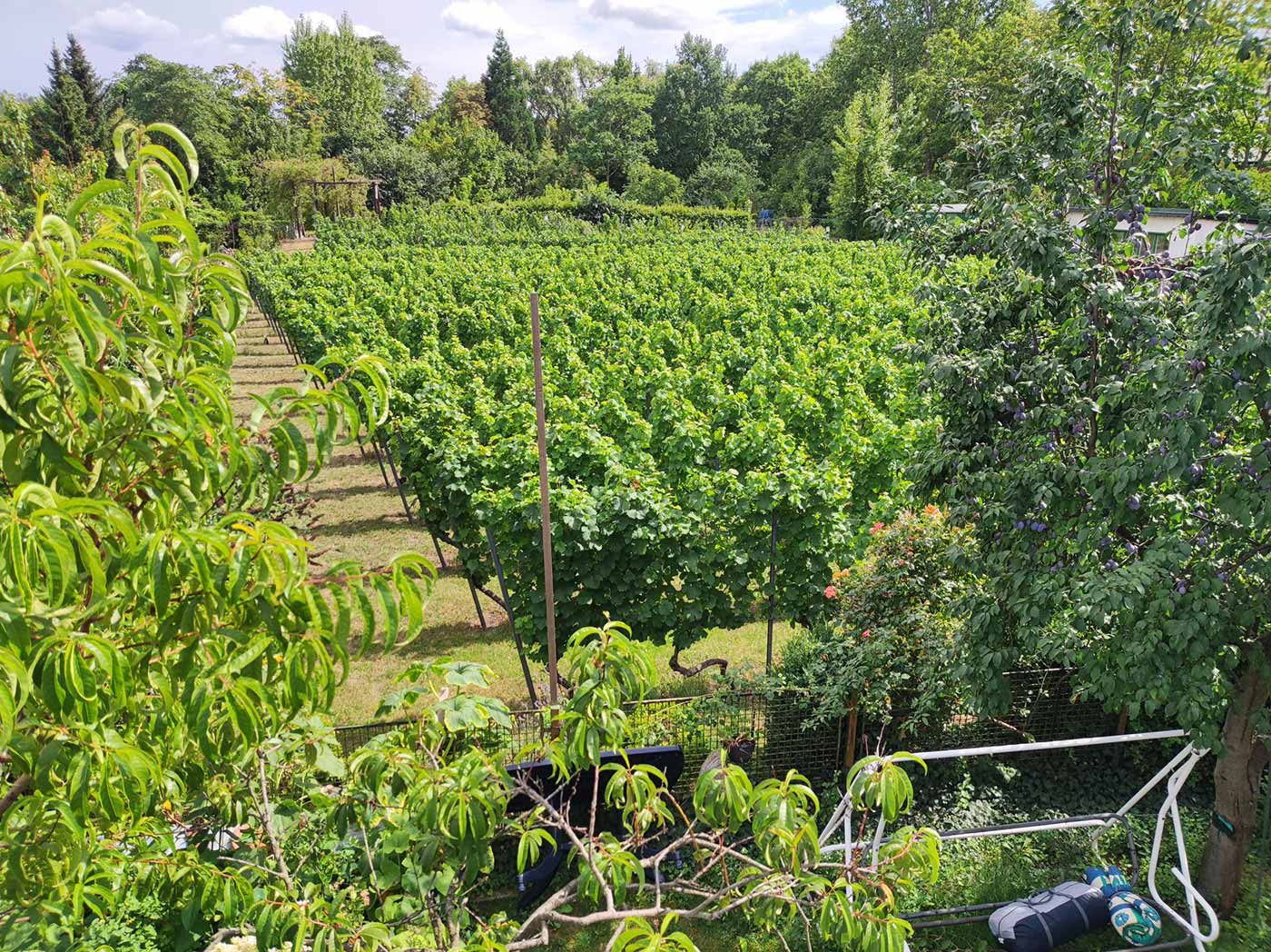 Weingarten im Prenzlauer Berg