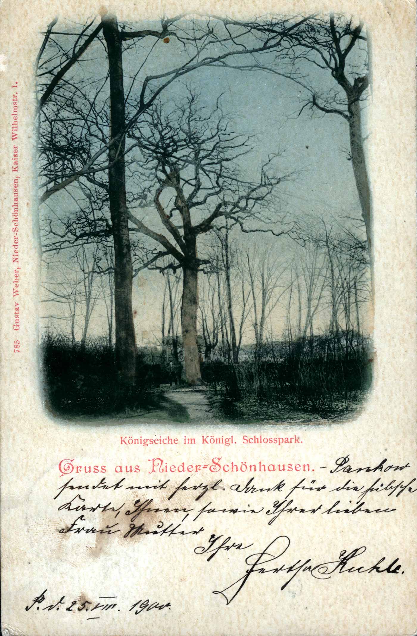 „Königseiche" im Schlosspark Schönhausen, Postkarte 1900